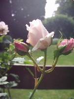 Marie Helene
